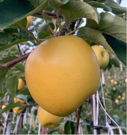 シナノゴールド