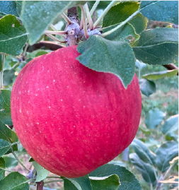 シナノスイート