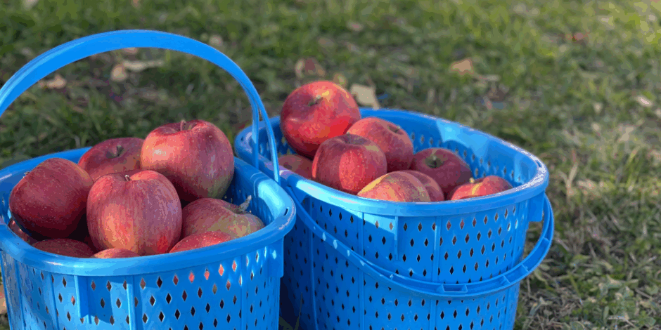 りんご狩り