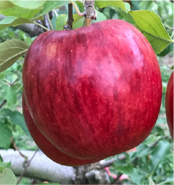 シナノドルチェ